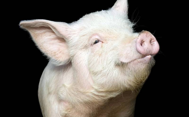 Mơ Thấy Heo Đánh Con Gì? Con Số Ăn Tiền Chuẩn Dân Cá Cược 2 Giải mã việc nằm mơ thấy heo