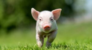 Mo Thay Heo Danh Con Gi Con So An Tien Chuan Dan Ca Cuoc