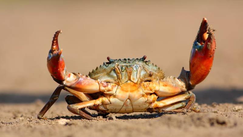 Nằm Mơ Thấy Cua Đánh Số Gì? Bắt Ngay Vận May Từ Giấc "Có Càng" 2 Mơ thấy cua đánh con gì? Chốt số chuẩn dân chơi