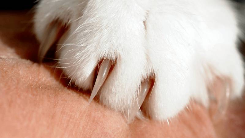 Nằm Mơ Thấy Mèo Đánh Số Mấy? Giấc Mơ Thấy Mèo Để Đánh Lô Đề 6 Mo thay meo cao