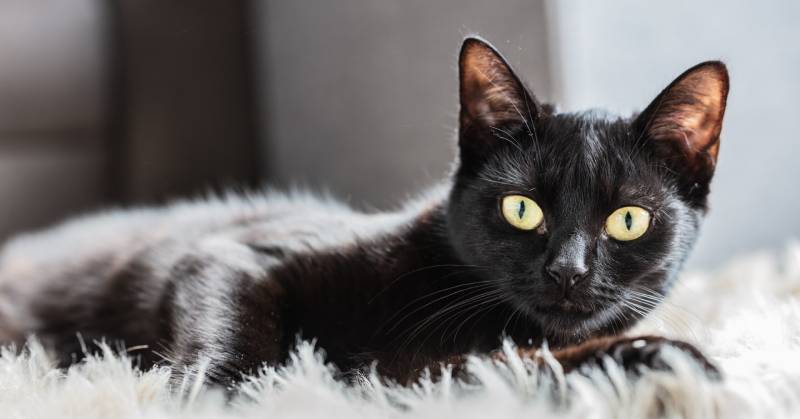 Nằm Mơ Thấy Mèo Đánh Số Mấy? Giấc Mơ Thấy Mèo Để Đánh Lô Đề 2 Mơ thấy mèo đen