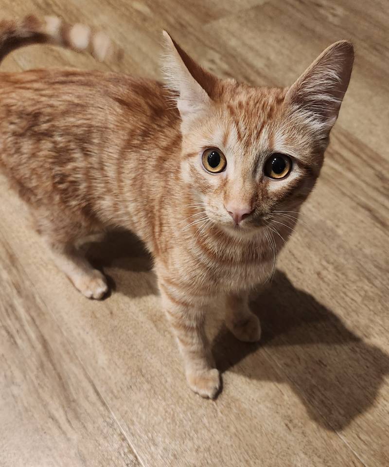 Nằm Mơ Thấy Mèo Đánh Số Mấy? Giấc Mơ Thấy Mèo Để Đánh Lô Đề 1 Mơ thấy mèo vào nhà