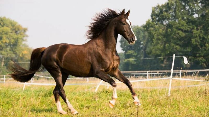 Nằm Mơ Thấy Ngựa Đánh Số Gì Bao Trúng Quanh Năm? 1 Mơ thấy ngựa đang chạy